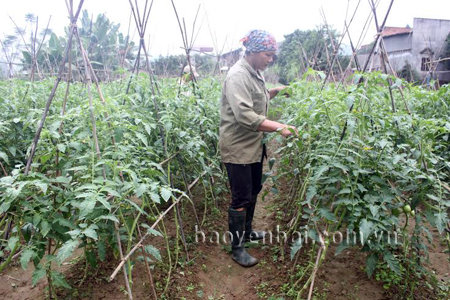 Nông dân xã Sơn Thịnh (Văn Chấn) trồng cà chua mang lại hiệu quả kinh tế cao.
(Ảnh: Hồng Duyên)